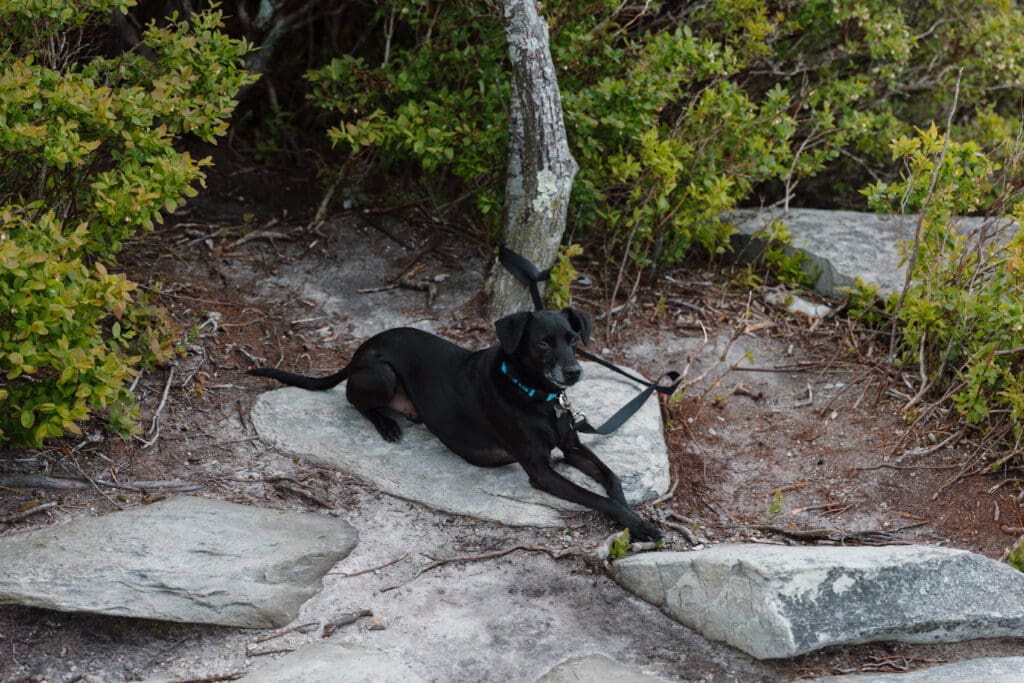 Elopement with dogs