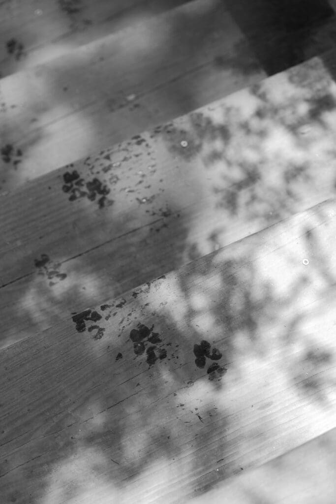 Elopement with dogs
